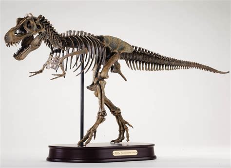 replica dinosaur skeleton